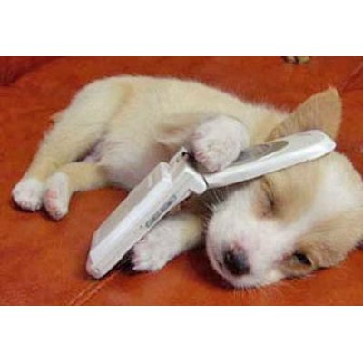 Phone dog