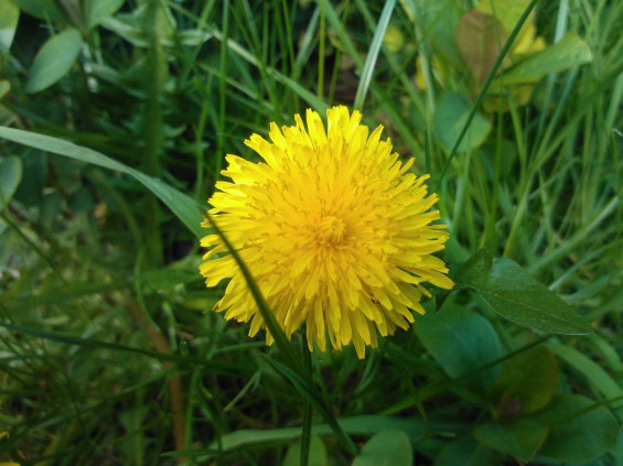 lumia dandelion