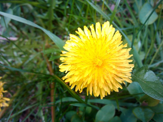 motoluxe dandelion