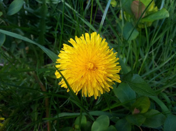 sgs2 dandelion