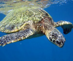 Google Underwater Streetview