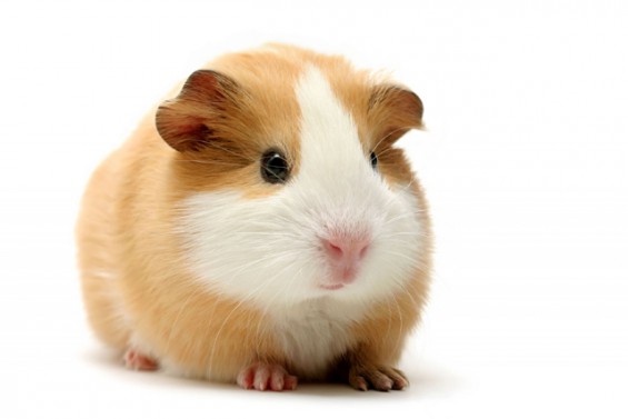 guinea pig