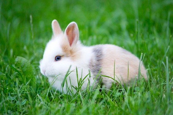 Baby Rabbit   blue Eyes