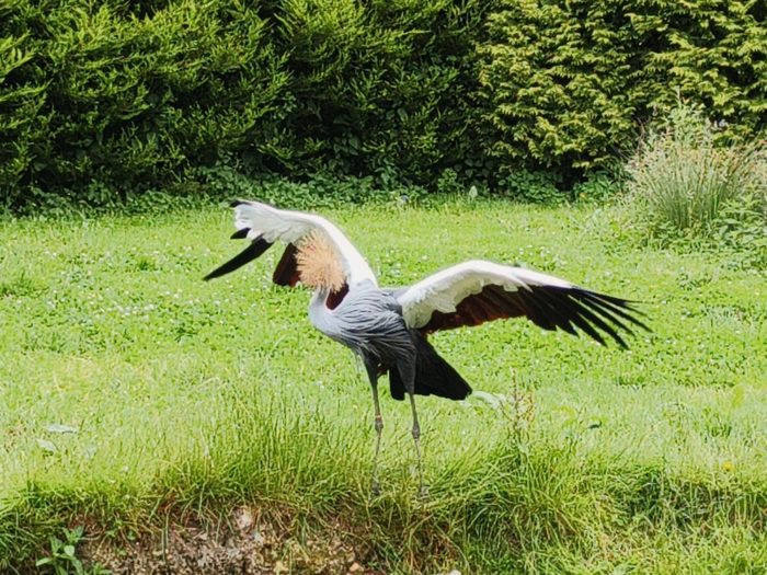 IMG20220619143725 BURST011